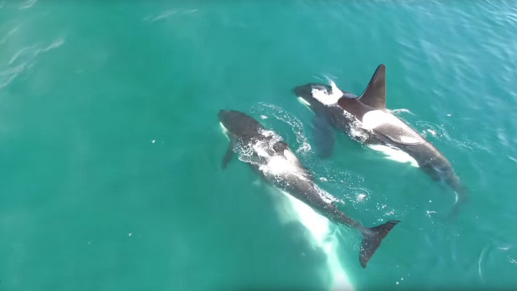 Un grupo de orcas acecha a una ballena de doce metros