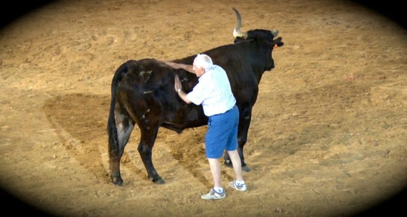 El toro Capitan junto a José Luis Pejenaute, su cuidador | YOUTUBE