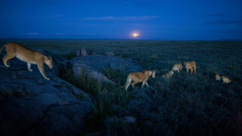 Cuando la luna se alza en el cielo, las leonas se despiertan de sus siestas, pelean entre la hierba y cazan en el Parque Nacional del Serengueti en Tanzania. FOTOGRAFÍA DE MICHAEL NICHOLS, NATIONAL GEOGRAPHIC CREATIVE