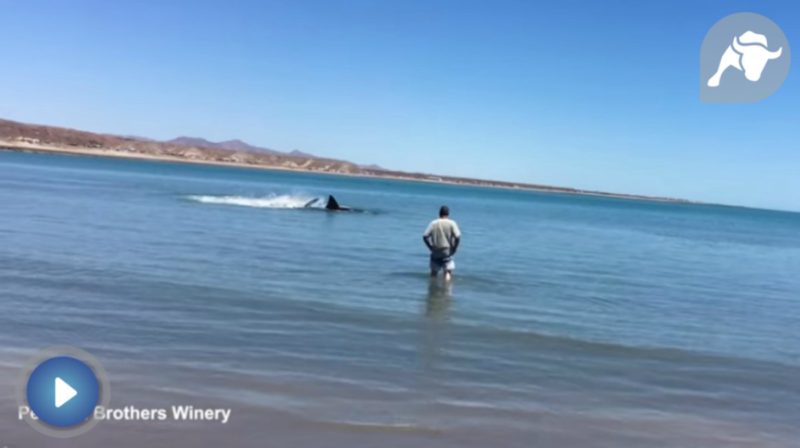 Un hombre se acerca caminando a un tiburon blanco que nada en menos de un metro de agua