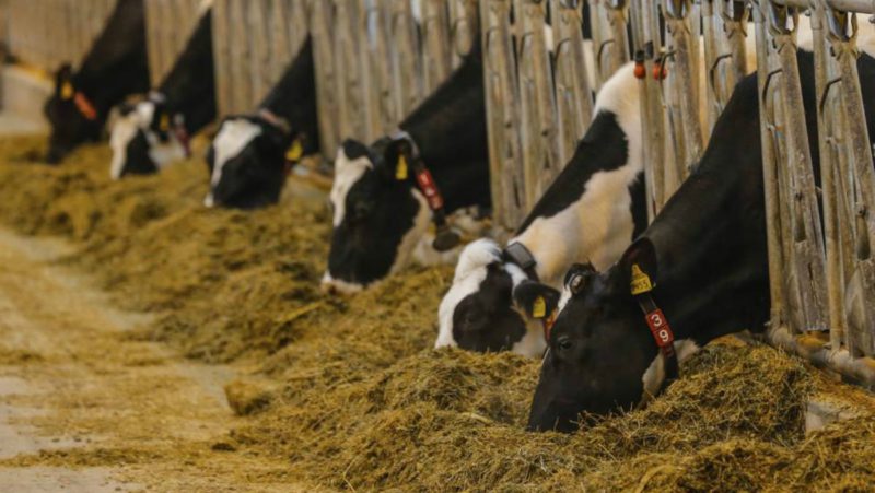 Cada mes cierran 70 explotaciones lácteas en España
