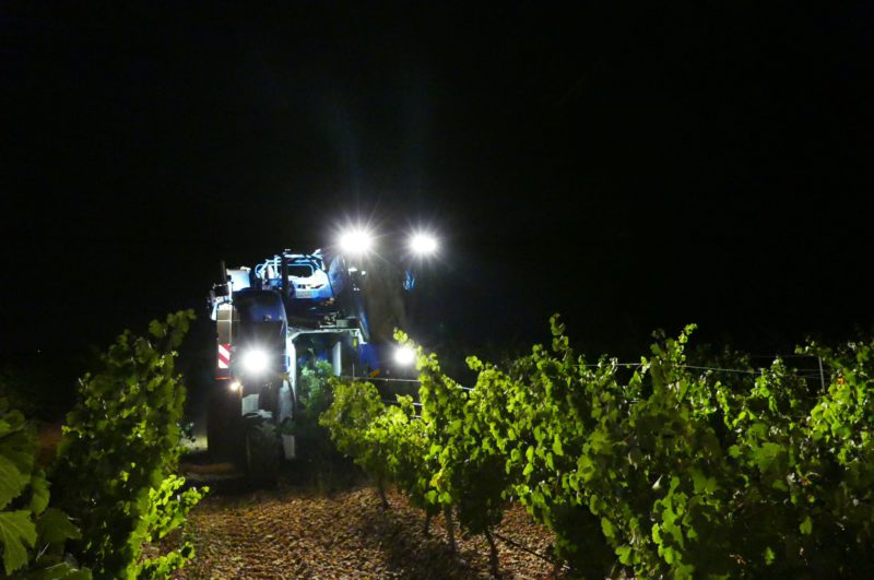 La ‘vendimia anticipada’ en Rueda recoge 3,6 millones de kilos de uva
