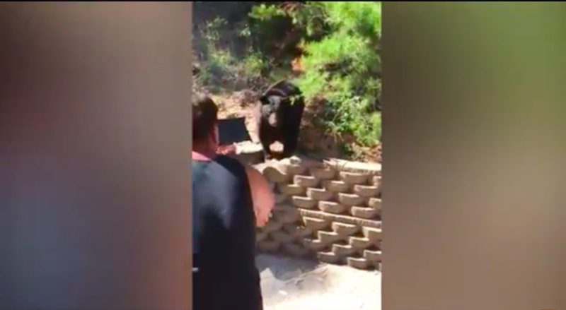 Los intentos de un hombre por salvar su barbacoa de las garras de un oso