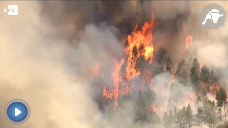 Los incendios han arrasado 213.986 hectáreas en Portugal