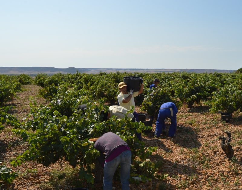 La DO Cigales concluye la vendimia con 5,7 millones de kilos de uva