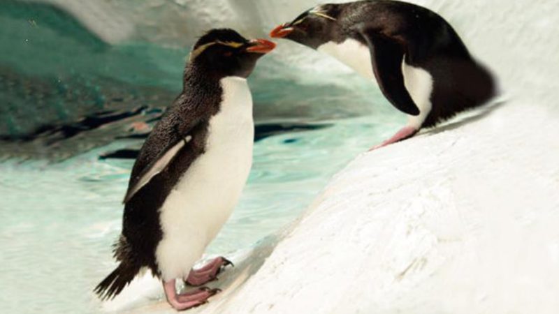 Faunia acerca el cortejo de los pingüinos por San Valentín