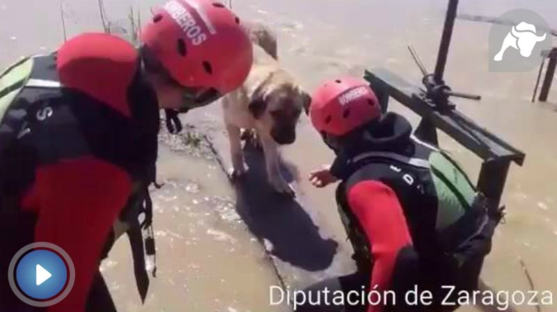 Bomberos de Zaragoza tratan de rescatar a un perro atrapado por la crecida del Ebro | YOUTUBE