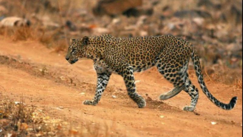 Imagen de archivo de un leopardo | EFE