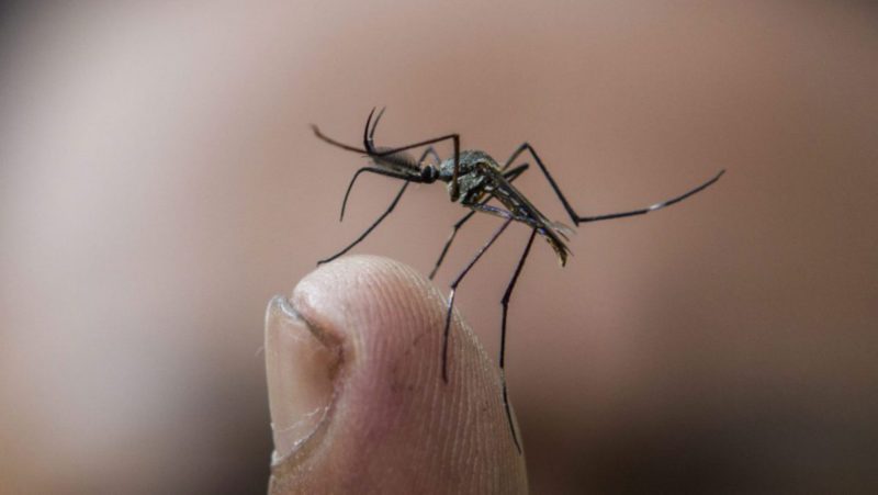 Recomendaciones Para Evitar La Dolorosa Picadura Del Mosquito Tigre