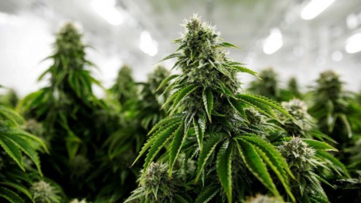 El Gobierno alemán aprueba el proyecto para legalizar el cannabis