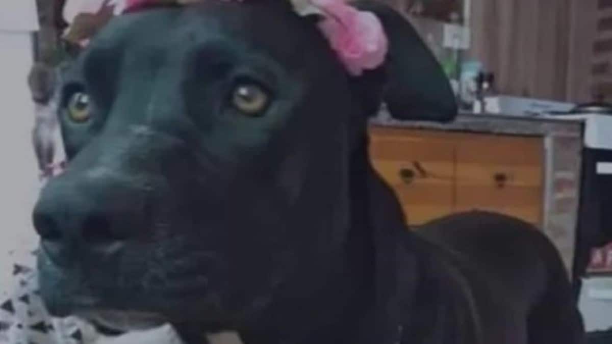 Argentina condena a un policía por matar a un perro: ‘Era hija de sus dueños y juntos formaban una familia multiespecie’