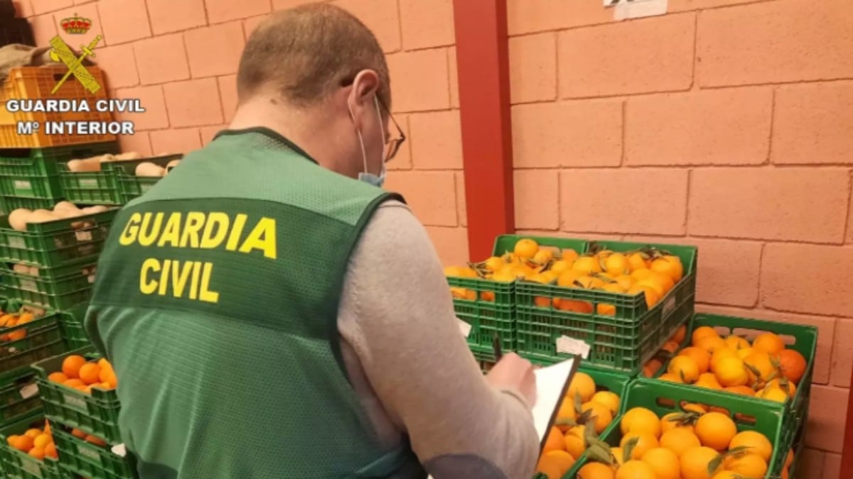 La Guardia Civil interviene 20 toneladas de naranjas procedentes de Egipto contaminadas con un plaguicida