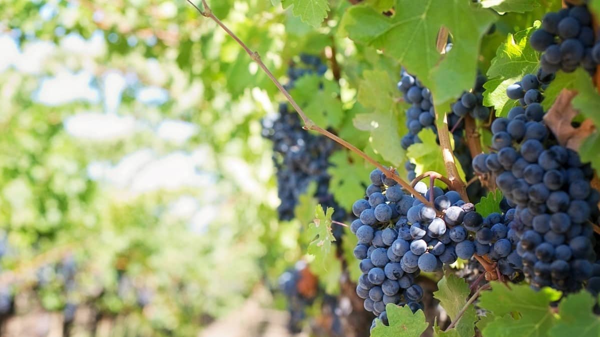 La UE va a por el vino, un sector que genera más de 420.000 empleos en España