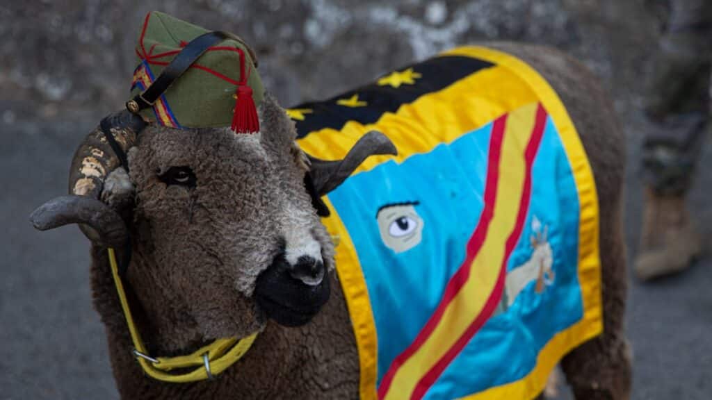 Campamento de la Legión. Tercio ‘Alejandro Farnesio 4º de la Legión’ El carnero ‘Rambo’ mascota del Tercio. Ronda (Málaga, Andalucia).