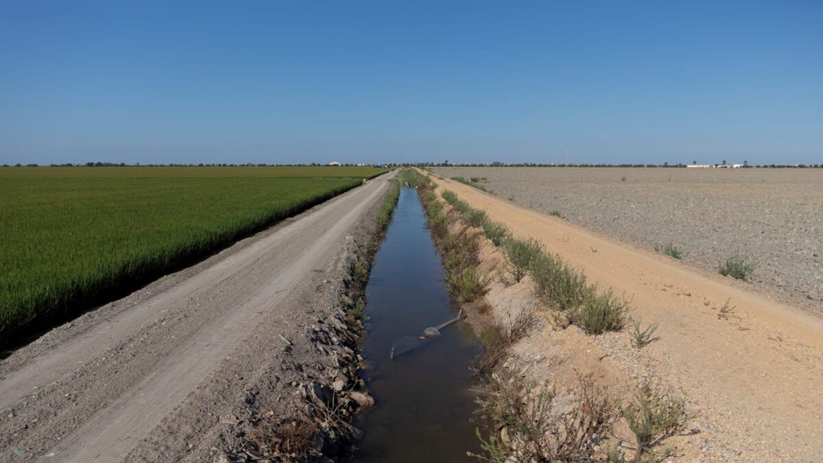 Este año habrá un 88% menos de agua para el cultivo del arroz en Andalucía