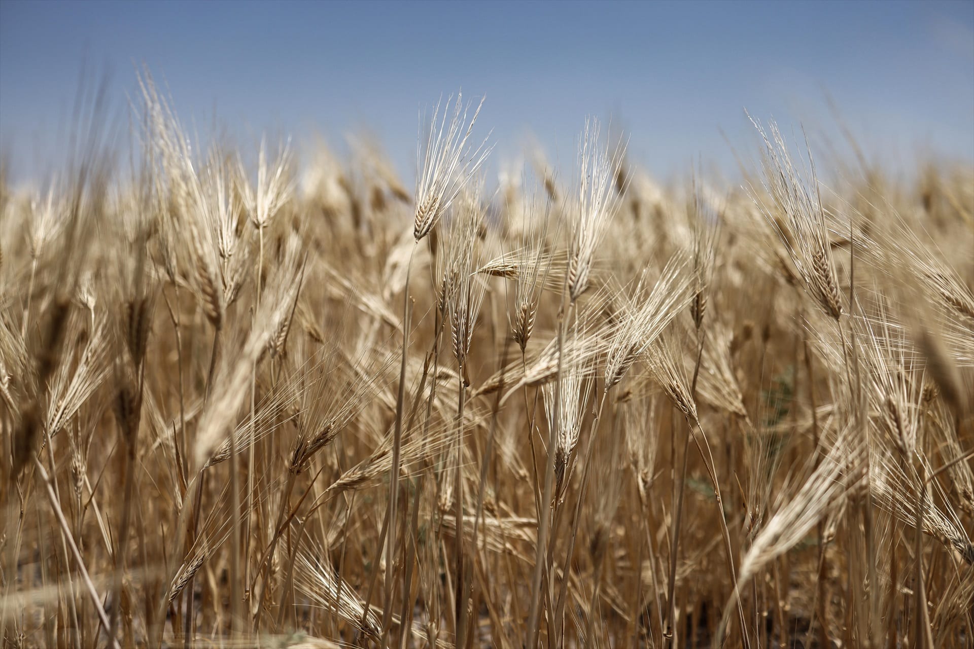 Bulgaria estudia prohibir la importación de productos agrícolas ucranianos