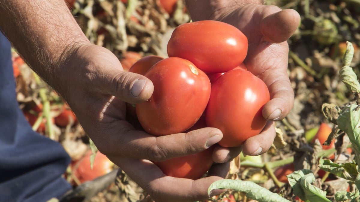 Las políticas de la UE favorecen a Marruecos: las exportaciones de su tomate en Europa se han duplicado desde 2013