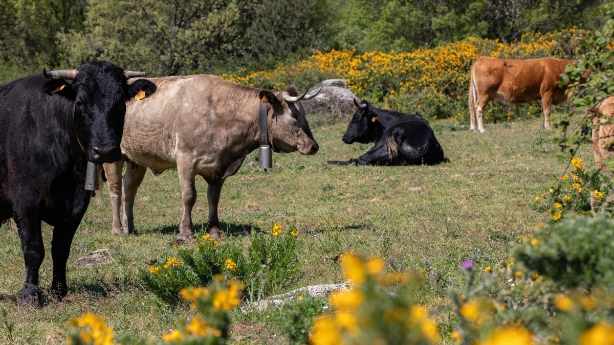 VOX exige cambiar el reglamento de la UE sobre tuberculosis bovina que arruina a los ganaderos españoles