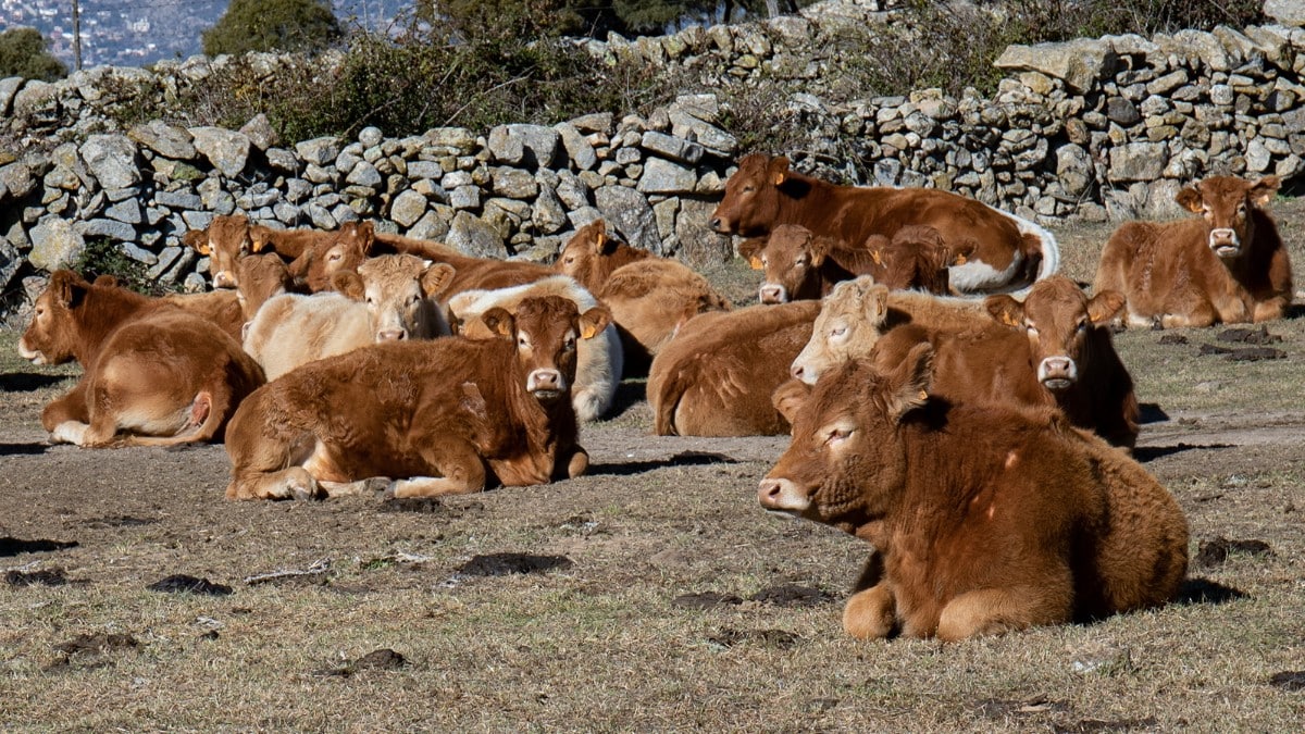 Irlanda estudia el sacrificio de 200.000 vacas para cumplir con sus «objetivos climáticos»