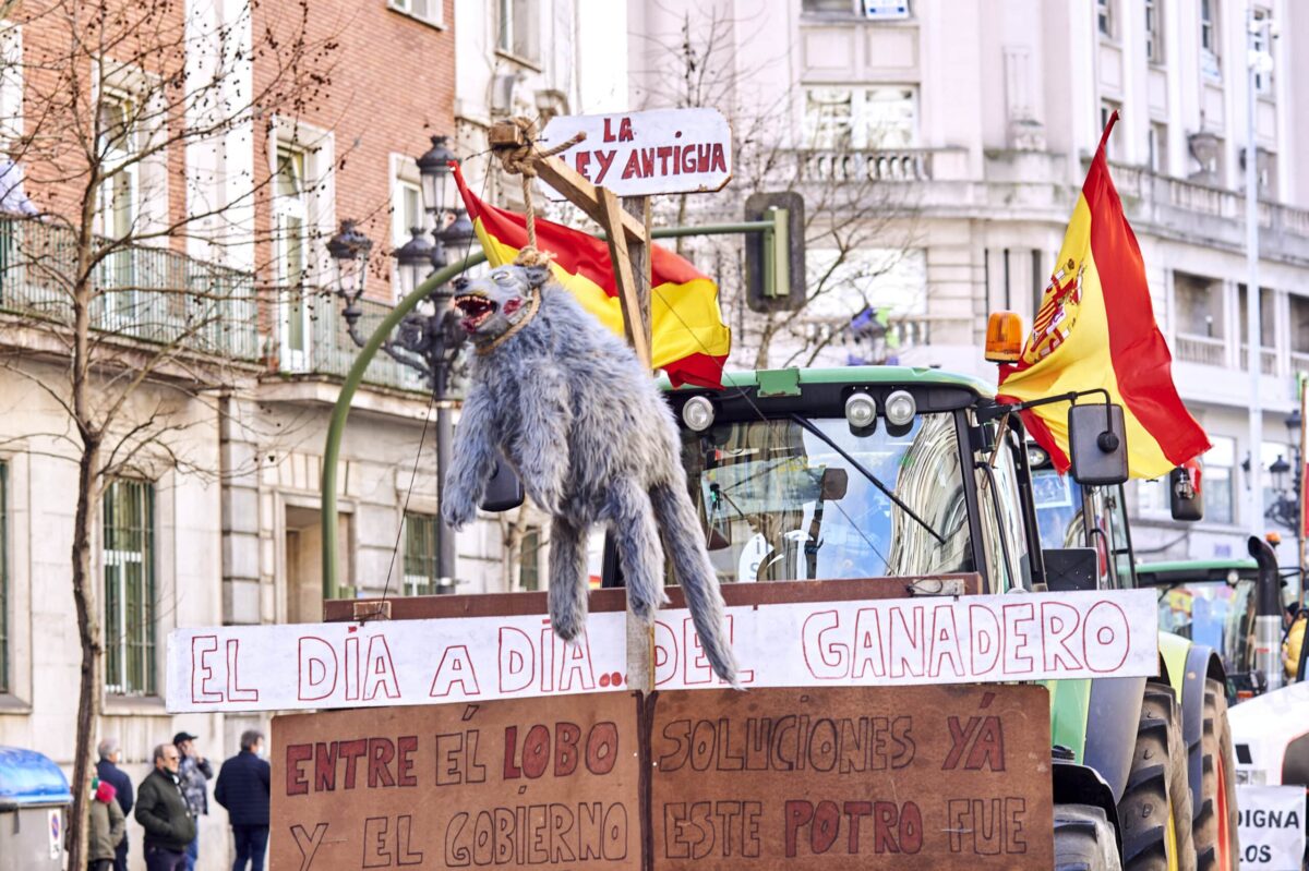 Los ganaderos asturianos, desesperados por las «matanzas» provocadas por los lobos en el último año