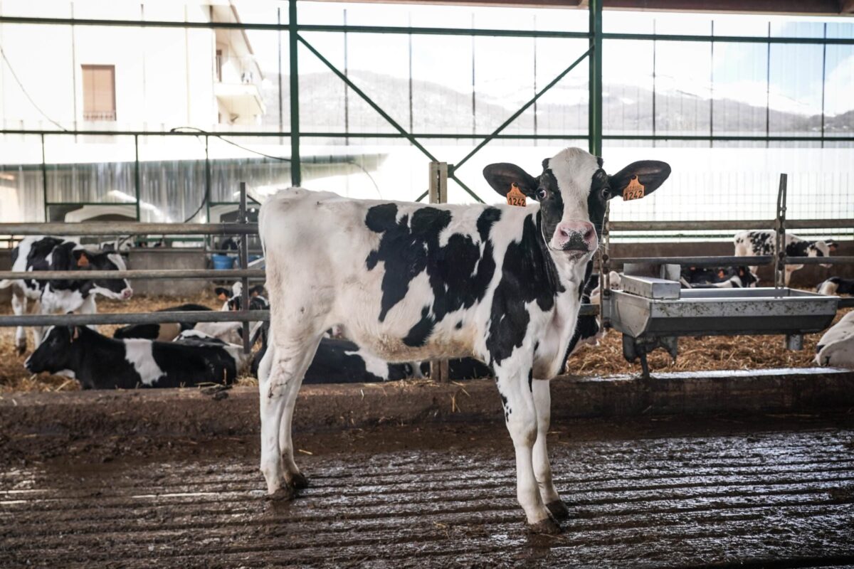 Crisis en la ganadería lechera de Asturias: a finales de año habrán cerrado otras 100 explotaciones