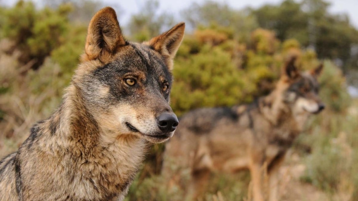 Conservación y gestión del lobo (Canis lupus). Europa Press