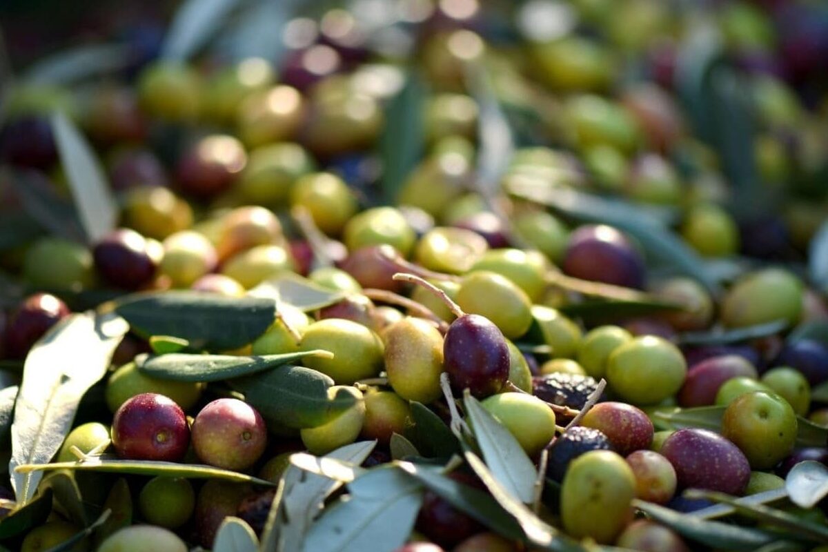 Andalucía prevé una producción de aceite de oliva un 7,4% superior que en la anterior campaña