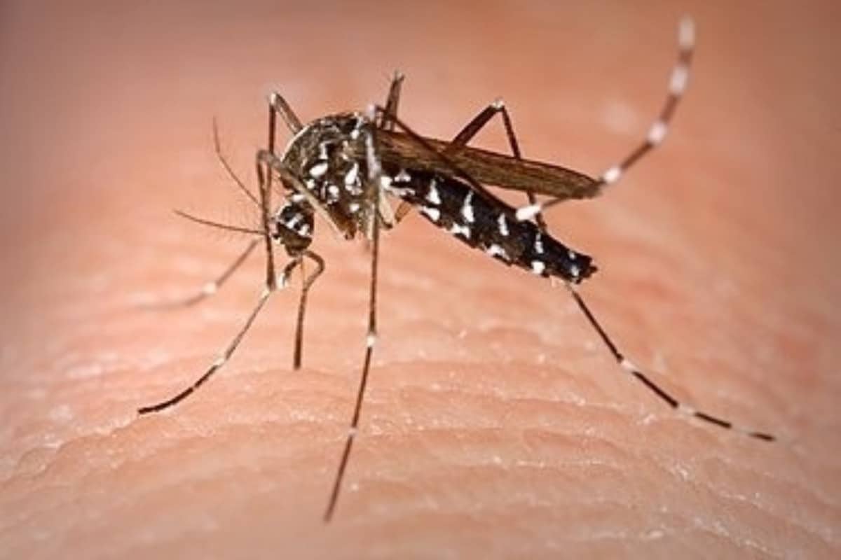 Sanidad gasta casi un millón de euros en una app para notificar picaduras de mosquitos