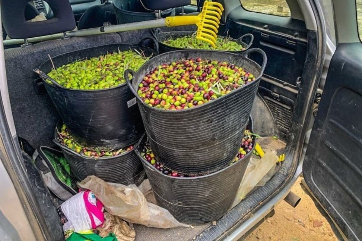 Los agricultores de Córdoba, en alerta por los robos de aceitunas en el campo