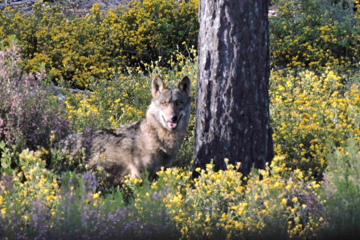 El lobo ya mata a menos de diez kilómetros del centro de Oviedo