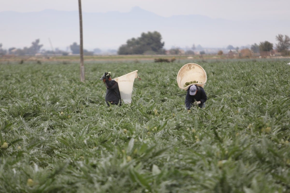 Los agricultores de la Vega Baja del Segura denuncian una oleada de robos: «Exigimos mayor seguridad»