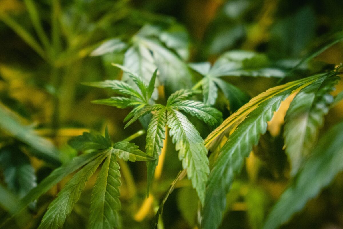España ya es el primer productor europeo de cannabis