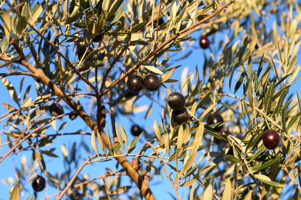 La dieta mediterránea enriquecida con aceite de oliva podría mejorar los síntomas depresivos