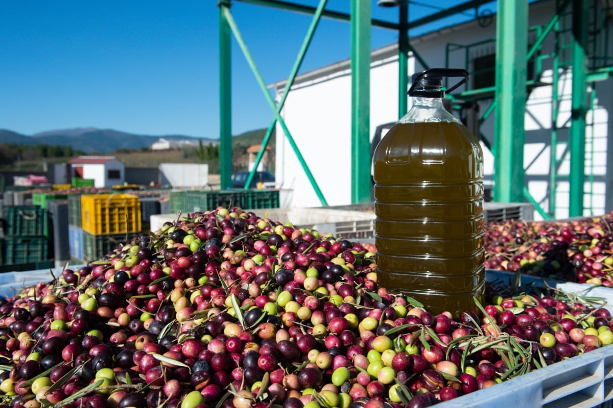 El precio del aceite de oliva se incrementó más de un 64% en noviembre en comparación con el mismo mes de 2022