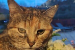 Un gato agresivo obliga a llamar a los bomberos en Vitoria. Europa Press.