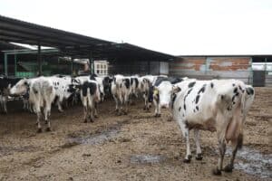 Imagen de vacas lecheras. Europa Press.
