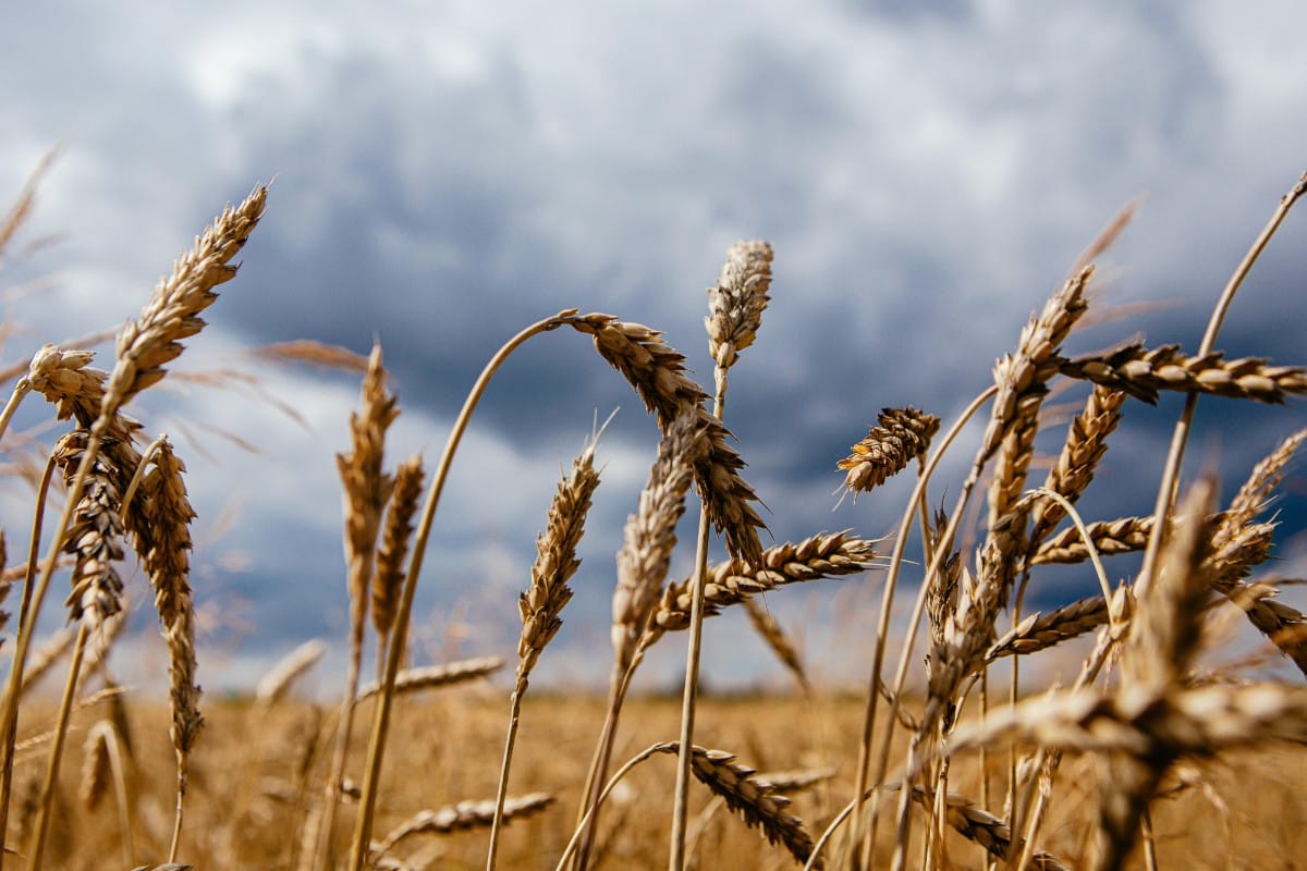 La Comisión Europea ha propuesto este viernes aumentar un 50% los aranceles al grano y las oleaginosas procedentes de Rusia y Bielorrusia. Europa Press.