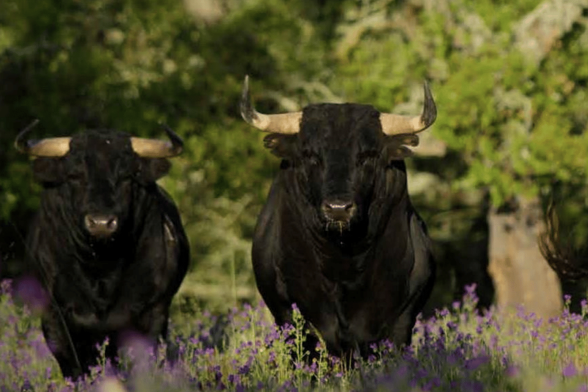El déficit de toros bravos en el campo español ya es del 20%