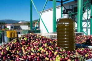 Producción de aceite en Cáceres. Foto Europa Press