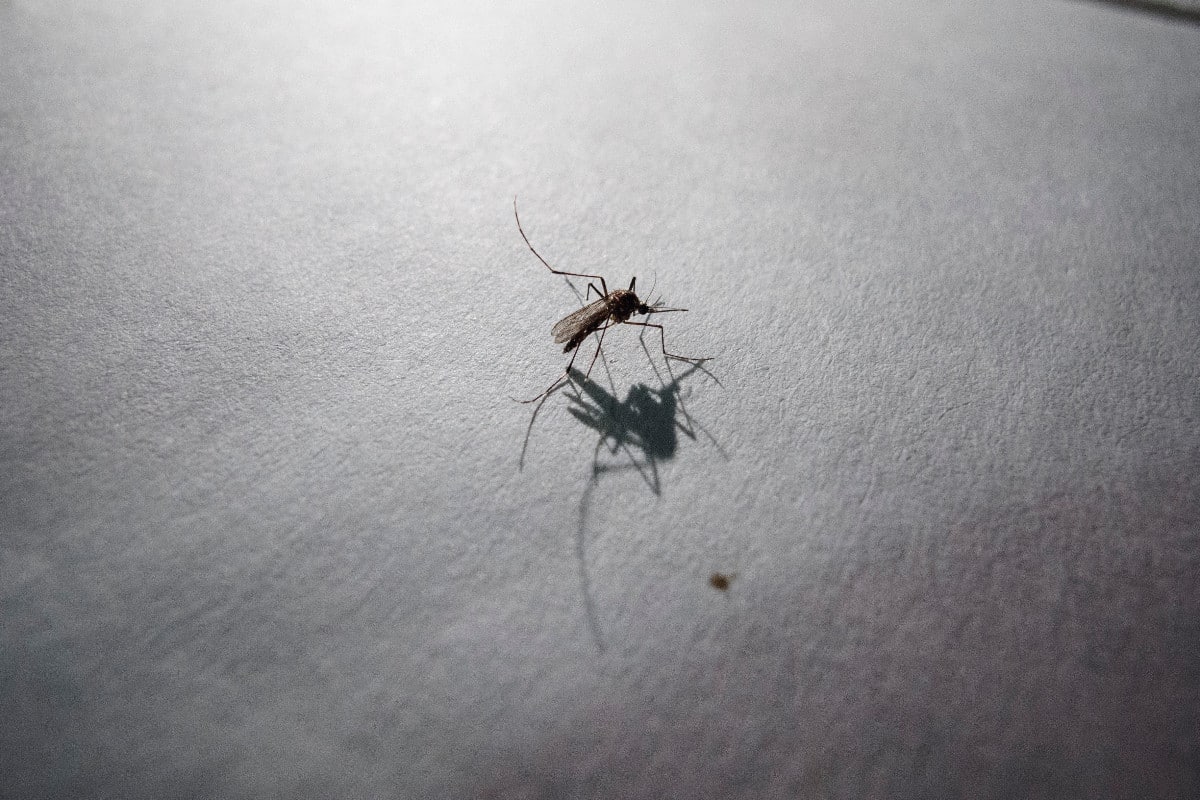 Brasil supera los cinco millones de casos de dengue, una cifra récord en su historia
