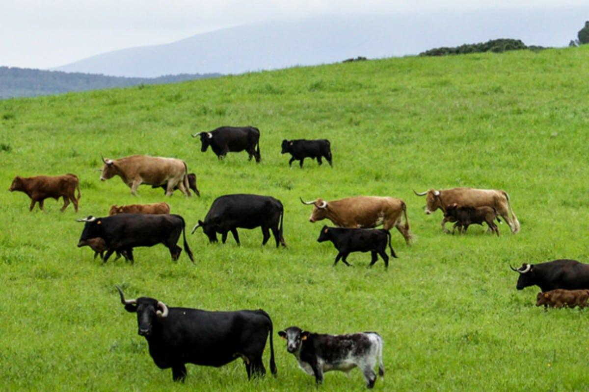 Plan de fomento de la dehesa ibérica, normativa alineada con la necesidad del campo… las peticiones de los ganaderos de toros bravos para este 9J