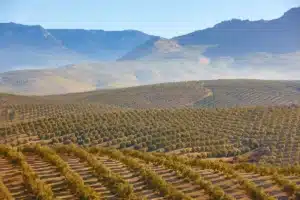 El olivar de Jaén merece respeto