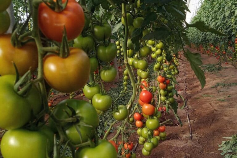 La conexión del lobby marroquí con antiguos dirigentes del PSOE para abrir la UE al tomate que arruina al campo español