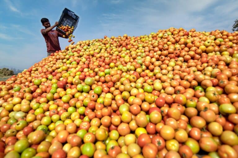 El bipartidismo arruina el tomate español e impulsa el extranjero: Marruecos gana dos euros por kilo frente a los 0,51 euros del agricultor español