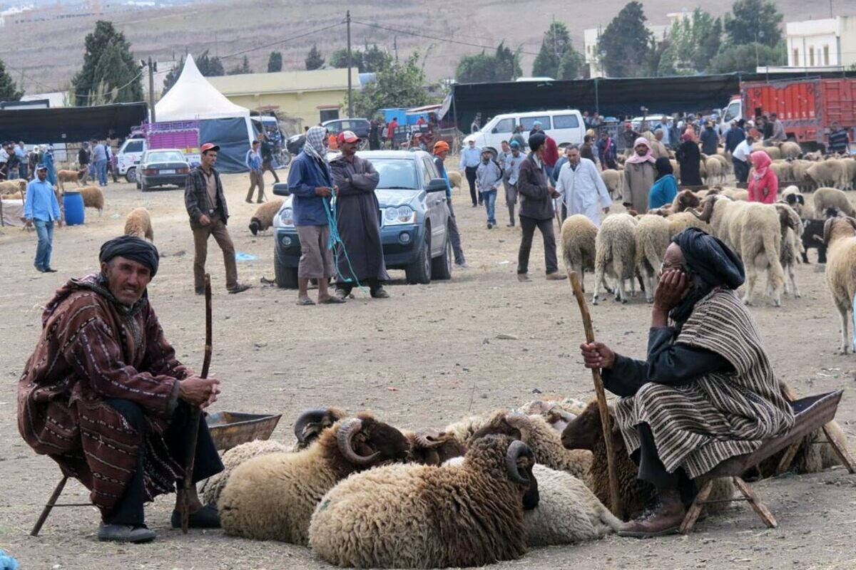 El rey de Marruecos pide no celebrar la fiesta del cordero y hunde a los ganaderos españoles: el año pasado se exportaron 1.100.000 especies