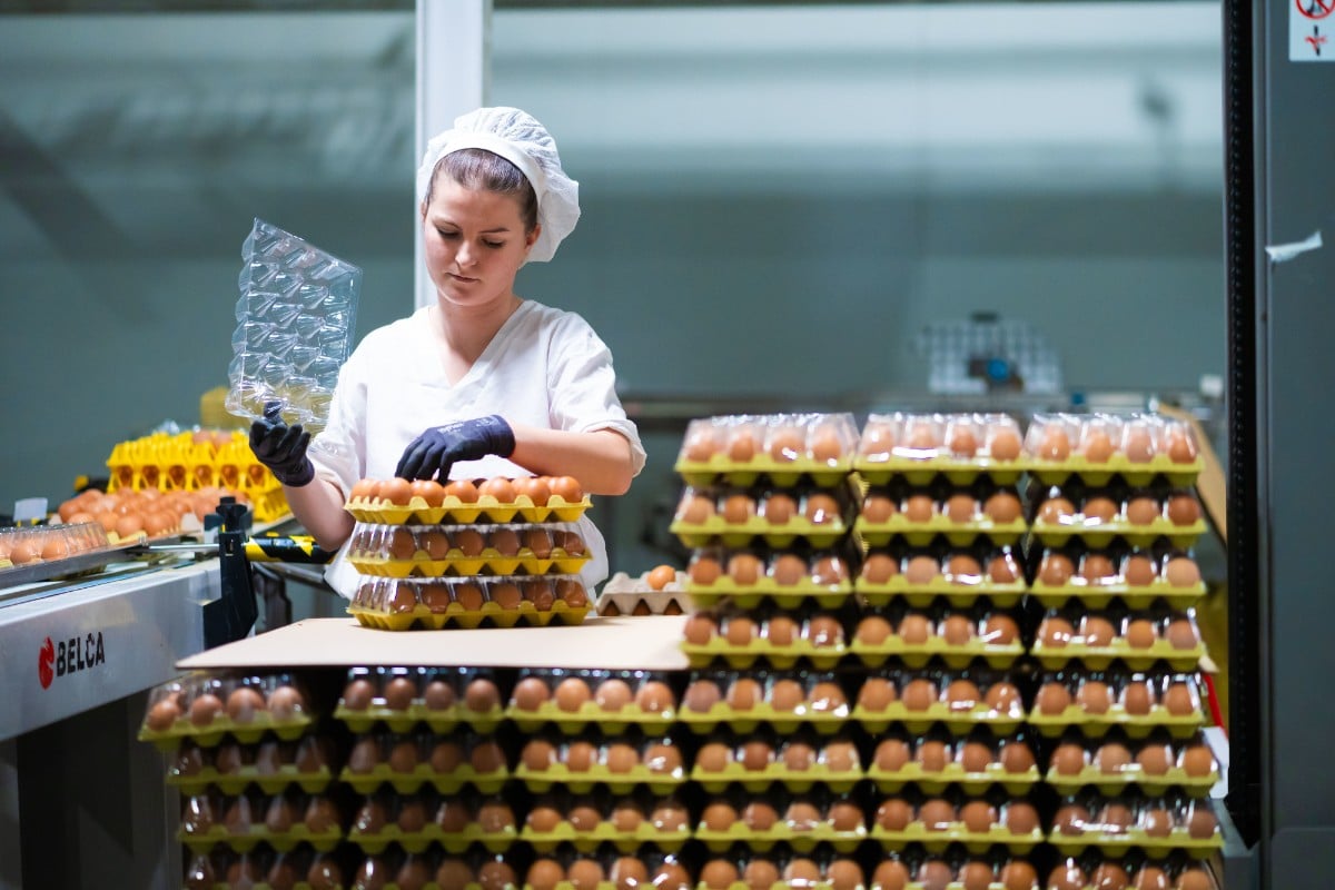 Bruselas acorrala a la industria del huevo: regulación asfixiante, precios al alza y riesgo de deslocalización
