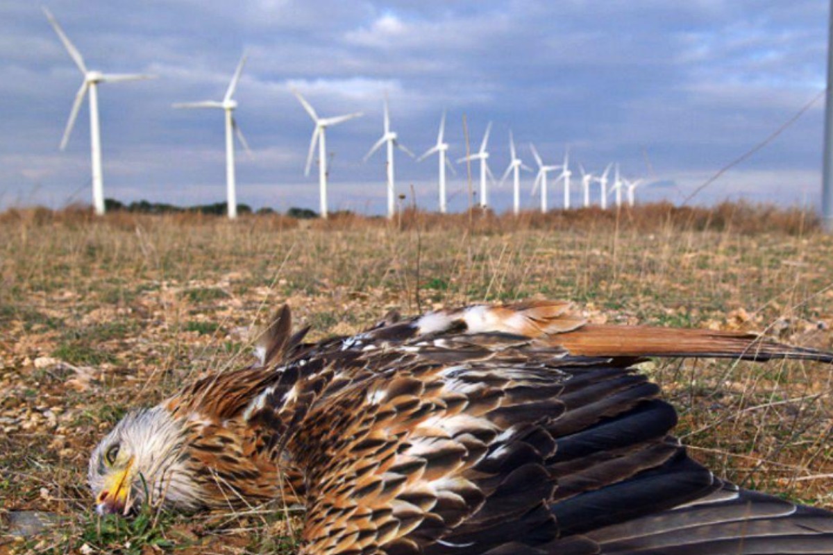 Los molinos eólicos ponen en peligro de extinción al águila real en los Estados Unidos