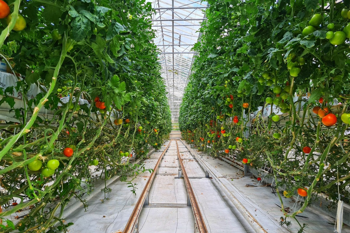 Almería importó más de 130 millones de kilos de frutas y hortalizas desde otros países en 2024, más del 60% de Marruecos