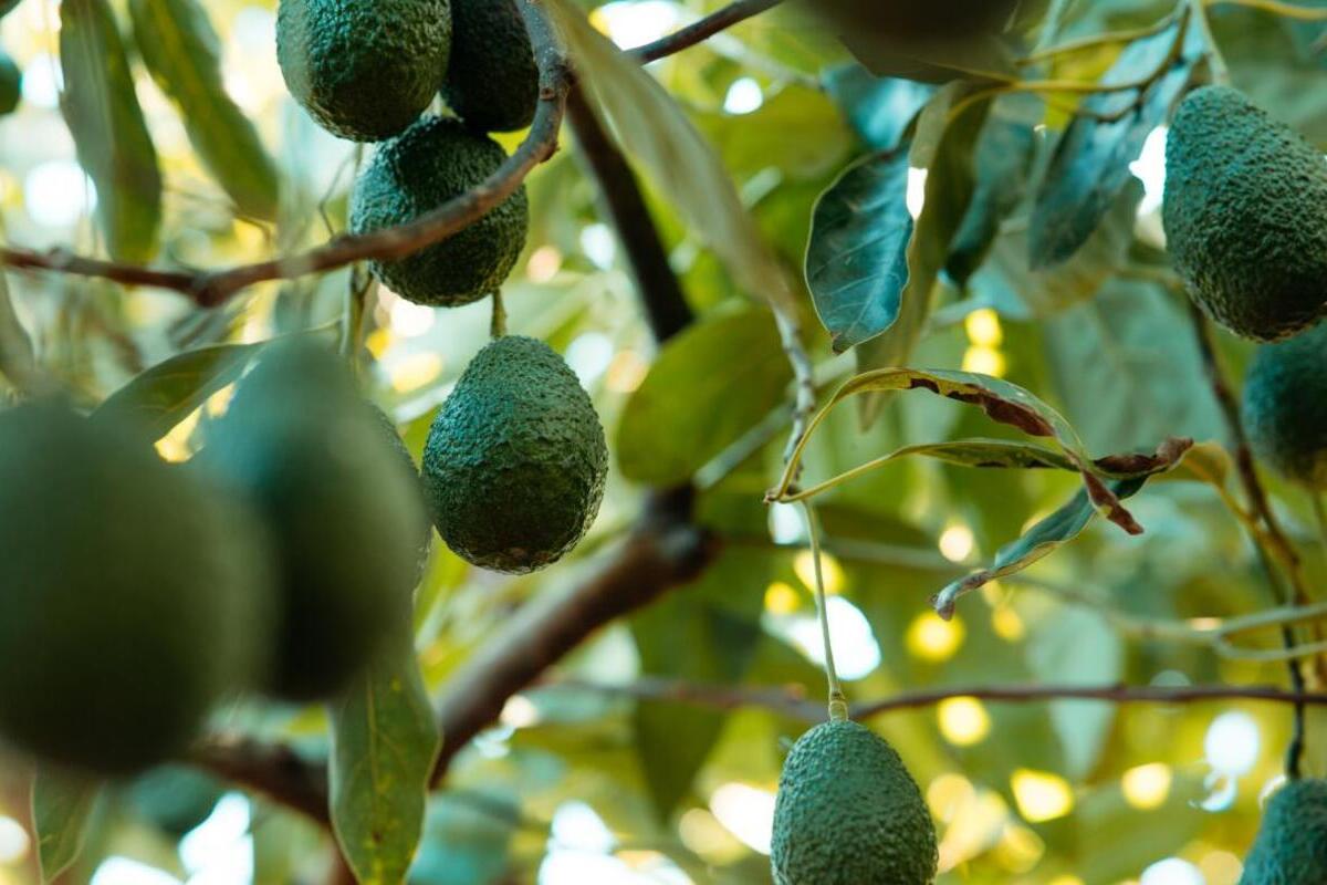 Las frutas y hortalizas de Marruecos hunden el producto nacional en los supermercados españoles: ya es el primer proveedor por delante de Francia y Perú