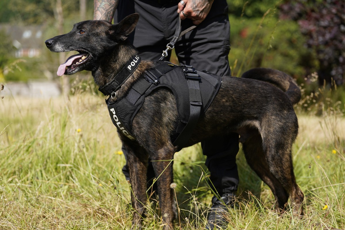 Prohíben el uso de perros rastreadores en una prisión de Reino Unido por petición de los yihadistas: «Hay miedo a ser acusados de racistas»